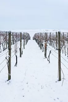 Images Dated 10th March 2022: Vineyard on rolling hills in winter, near Sardice, Hodonin District, South Moravian Region