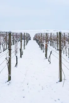 Natural Gallery: Vineyard on rolling hills in winter, near Sardice, Hodonin District, South Moravian Region