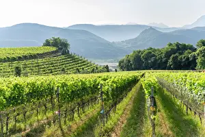 Harvest Prints: Vineyard rows in Trentino Alto Adige