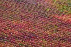 Images Dated 11th September 2015: Vineyard of Sagrantino di Montefalco, Umbria, Italy