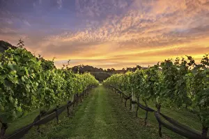 Waikato Prints: Vineyard sunset, Coromandel Peninsula, New Zealand