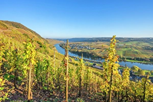 River Mosel Prints: Vineyard Urziger Wurzgarten near Urzig, Mosel, Mosel valley, Rhineland-Palatinate, Germany