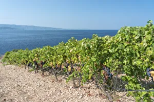 Dalmatian Prints: Vineyards and Adriatic sea in the background, in summer. Murvica, Bol, Brac island
