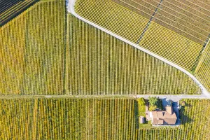 Vine Prints: Vineyards of Aigle, Aigle, Canton of Vaud, Switzerland, Europe