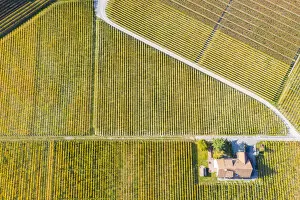 Images Dated 5th February 2019: Vineyards of Aigle, Aigle, Canton of Vaud, Switzerland, Europe
