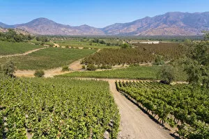 Images Dated 17th May 2022: Vineyards with The Andes mountains on horizon, El Principal winery, Pirque, Maipo Valley