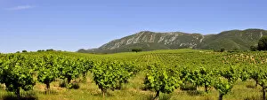 Images Dated 15th August 2011: Vineyards in the Arrabida Natural Park. Setubal, Portugal