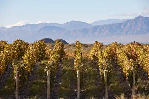 Grape Prints: Vineyards in autumn with the Calchaquai mountains in the background, Cafayate