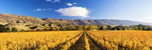 Otago Prints: Vineyards in Autumn, Cromwell, New Zealand