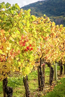 Wine Growing Region Prints: Vineyards in autumn above Kues, Bernkastel-Kues, Mosel, Rhineland-Palatinate, Germany