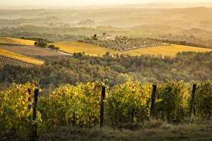 Gaiole In Chianti Prints: Vineyards during autumn near Gaiole in Chianti, Florence province, Tuscany, Italy
