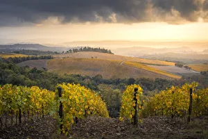 Vineyards during autumn near Gaiole in Chianti, Florence province, Tuscany, Italy