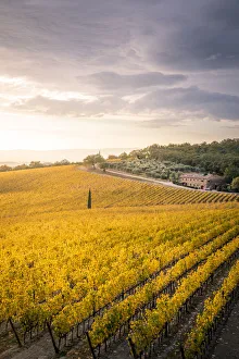 Vineyards during autumn near Gaiole in Chianti, Florence province, Tuscany, Italy