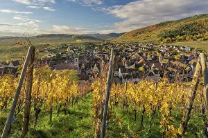 Wine Route Prints: Vineyards in autumn, Riquewihr, Haut-Rhin, Alsace, Grand Est, France
