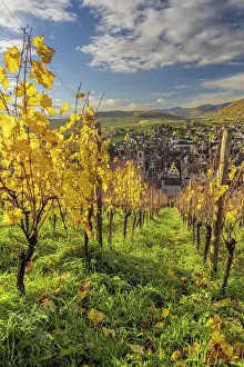 Wine Route Prints: Vineyards in autumn, Riquewihr, Haut-Rhin, Alsace, Grand Est, France