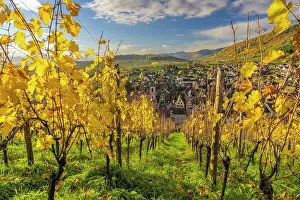 Grand Est Prints: Vineyards in autumn, Riquewihr, Haut-Rhin, Alsace, Grand Est, France