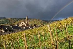 Rainbow Prints: Vineyards in autumn, Riquewihr, Haut-Rhin, Alsace, Grand Est, France