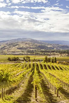 Images Dated 12th October 2015: Vineyards, Bannockburn, Central Otago, South Island, New Zealand