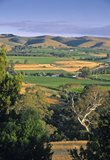 South Australia Prints: Vineyards, Barossa Valley