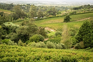 Constantia Prints: Vineyards at Beau Constantia, Constantia, Cape Town, Western Cape, South Africa