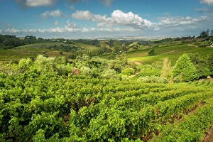 Constantia Prints: Vineyards at Beau Constantia, Constantia, Cape Town, Western Cape, South Africa