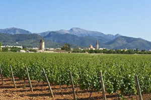 Images Dated 17th December 2012: Vineyards, Binissalem, Binisalem and Tramuntana Mountains, Majorca, Balearics, Spain