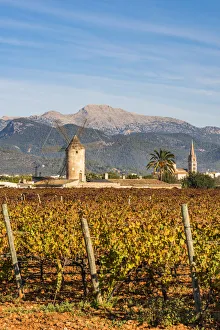 Vineyards in Binissalem, Majorca, Balearic Islands, Spain