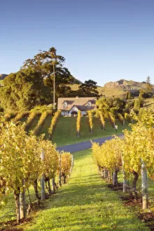 Images Dated 12th October 2015: Vineyards, Black Barn Winery, Havelock North, Hawkes bay, North Island, New