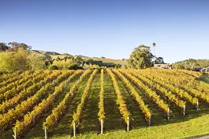 Images Dated 12th October 2015: Vineyards, Black Barn Winery, Havelock North, Hawkes bay, North Island, New Zealand