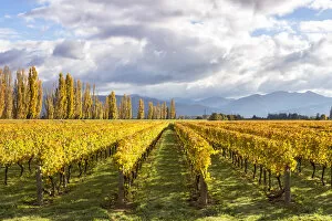 Images Dated 12th October 2015: Vineyards, Blenheim, Marlborough, South Island, New Zealand