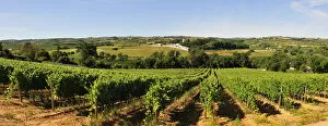 Images Dated 15th August 2011: Vineyards in Bombarral. Portugal
