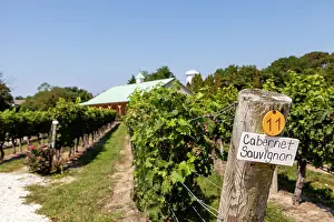 Grape Prints: Vineyards of the Cape May Winery, with the fermentation building in the background