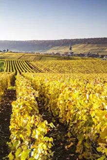 Vineyards, Chamery, Champagne Ardenne, France