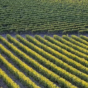 Vineyards, Cognac region