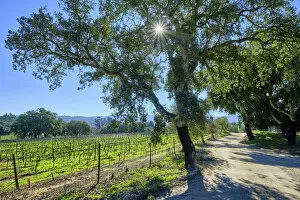 Images Dated 6th April 2022: Vineyards and cork oaks at Quinta de Alcube, a farm with the Solar do Morgado de Alcube