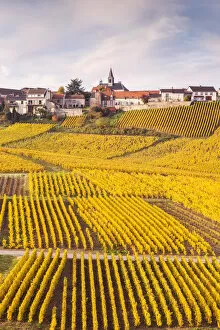 Images Dated 7th December 2015: Vineyards of Cramant, Champagne Ardenne, France