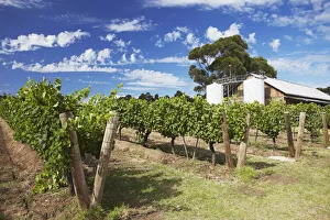 Vineyards of Cullen wine estate, Margaret River, Western Australia, Australia