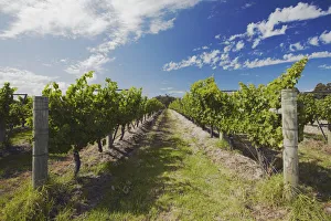 Western Australia Collection: Vineyards of Cullen wine estate, Margaret River, Western Australia, Australia