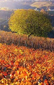 Cuneo Prints: Vineyards around Diano D'Alba at sunset during autumn