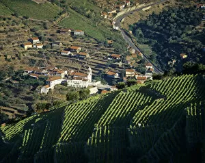 Images Dated 17th January 2011: Vineyards at the Douro region, the origin of the world famous Port wine