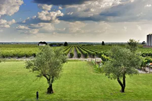 Winery Prints: Vineyards. Ermelinda Freitas winery, Fernando Po. Palmela, Portugal