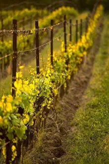 Images Dated 12th September 2017: Vineyards in Franciacorta, Brescia province, Lombardy district, Italy, Europe