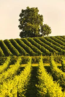 Vineyards in Franciacorta, Brescia province in Lombardy district, Italy, Europe