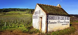 World Prints: Vineyards of Gevrey Chambertin, Cote D'Or, Burgundy, France