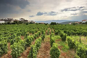 Vineyards of the grape variety Muscat (Moscatel)