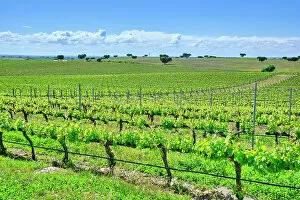 Images Dated 9th January 2023: Vineyards at Herdade das Argamassas, Adega Mayor, Campo Maior. Alentejo, Portugal
