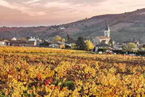 Images Dated 7th December 2015: Vineyards of Julienas, Beaujolais region, Rhone Alpes, France