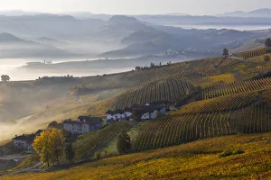 Borgo Prints: Vineyards around La Morra during autumn at sunrise, Cuneo, Langhe e Roero, Piedmont