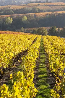 Images Dated 7th December 2015: Vineyards, Lantignie, Beaujolais region, Rhone Alpes, France