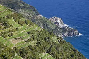 Riviera Di Levante Gallery: Vineyards above Manarola, Cinque Terre, Riviera di Levante, Liguria, Italy